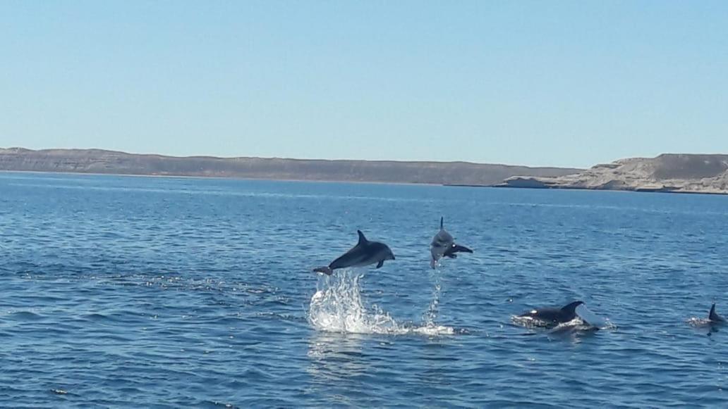 El Tamarisco Lejlighed Puerto Pirámides Eksteriør billede